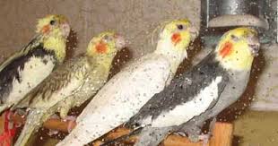 Bathe your baby 2 to 3 times a week. Cockatiels And Baths Bathing Your Pet Cockatiel Birds Bathing Birds And Cockatiel Taking Baths Methods Of Bathing Cockatiels And Pet Birds How To Give Cockatiels A Bath How Often Should Birds Get