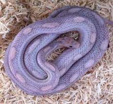 With numerous morphs available you can have several corn snakes that look completely independent of each other. 14 Cool Corn Snake Morphs With Pictures