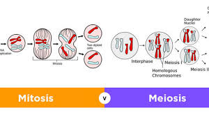 Dalam meiosis menghasilkan 4 sel anak dan jumlah kromosomnya setengah dari kromosom induk. 9 Perbedaan Mitosis Dan Meiosis Pada Sel Terlengkap Materiipa Com