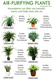 Best House Plants For Clean Air And Better Health Plants House Plants Indoor Best Indoor Plants