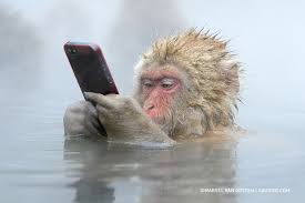 Image result for snow monkey gif