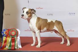 Growth chart staffordshire bull terrier : American Staffordshire Terrier Fun Facts And Crate Size Pet Crates Direct
