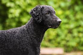 Use this page to get an idea of what dogs look like. Curly Coated Retriever Dog Breed Information