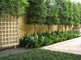Learn how to create a secluded retreat away from neighbors prying eyes. Privacy Trees For Small Yards Torrestreeservicellc