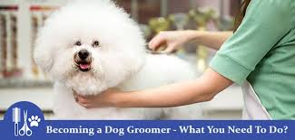 Iapcollege.com has been visited by 10k+ users in the past month Becoming A Dog Groomer What You Need To Do Petlife