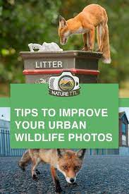 Learn How To Take Images Of Animals In Cities With These Urban Wildlife Photography Tips Wildlife Photography Tips Wildlife Photography Animals Images