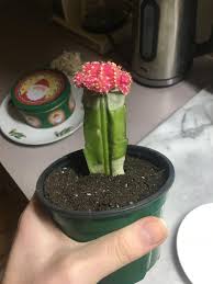 Chuck those cactus blocks into a furnace or similar device, and boom, green dye. Ask A Question Forum Why Is My Cactus Turning Brown Garden Org