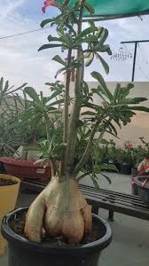 Image result for Ctenium somalense