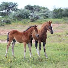 Image result for tbn:tVj6rqcH-AQR9M::www.pregonagropecuario.com.ar/images/caballo_overo.jpg