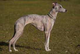 Tall and slender with a long, narrow, refined head, silky topknot and powerful jaws. What Is The Fastest Dog Breed 20 Fastest Dog Breeds Dogopedia