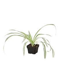 Image result for Chlorophytum anceps