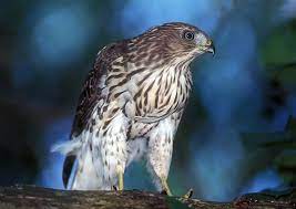 Watched One Of These Awesome Dudes Cooper S Hawk Swoop Down And Try To Eat Some Squirrel For Breakfast Breakfast Was Too Fa Birds Of Prey Prey Cooper S Hawk
