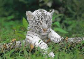 29 White Tiger Cubs Ideas White Tiger Cubs Animals Beautiful Animals Wild