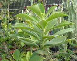 Image result for Synadenium grantii