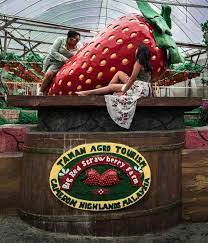 To the north, its boundary touches that of kelantan; The Big Red Strawberry Farm Malaysia Cameron Highlands 2girlzvs1world Couple Love Travel Goals