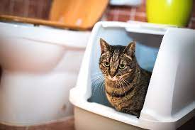Quite the contrary as it could take months to get him to start using the litter box again. Blood In Cat Poop What Causes It And What You Should Do About It Catster