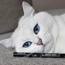 Coby The Cat In Cat Eyes For All Campaign For Kvd Vegan Beauty S Tattoo Liner Kittens Funny Cats Cats And Kittens
