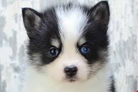 Black And White Pomsky Full Grown Pomsky Puppies For Sale Small Cross Puppies Breeds For Sale In Ohio Pomsky Puppies Pomsky Puppies For Sale Puppy Breeds