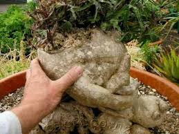 Image result for Ipomoea mauritiana