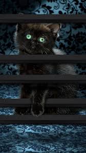 Tap And Get The Free App Shelves Cat Dark Catty Cute Girly Black Hd Iphone 6 Wallpaper Disney Cizimleri Iphone Duvar Kagitlari Kara Kedi