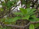 Image result for Zanthoxylum tenuipedicellatum