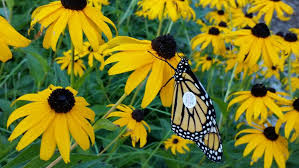 We did not find results for: Fall Flowers Help Fuel Monarch Migrations Door County Pulse