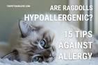 Are Ragdoll Cats Hypoallergenic? | Ragdoll Guide