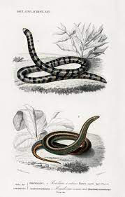 Free Public Domain Anilius Tortrix Scytale And Slug Eater Homalosoma Arctiventris Illustrated By Charles D Antique Prints Vintage Art Prints Illustration