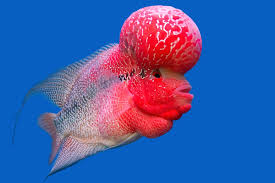 Chi red arowana * origin: 16 Most Expensive Fish In Fishkeeping With Pictures
