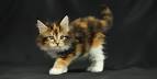 Maine Ideal Kittens For Sale - Buy Maine Ideal kittens ...