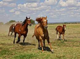 There are about 33,000 wild horses running free in the united states. Horses In The United States Wikipedia