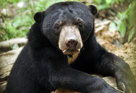 The bornean sun bear conservation centre is a wildlife conservation and research centre for improving animal welfare and rehabilitation of the malayan sun bear. Borneo Sun Bear Conservation Centre Attractions Attractions Wonderful Malaysia