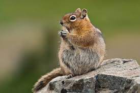 This should only be done by professionals. Ground Squirrel Control And Treatments For The Home Yard And Garden