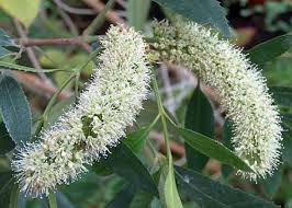 Image result for Cunonia capensis
