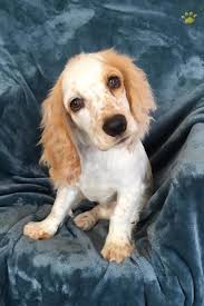 Explore 295 listings for working cocker spaniel puppies for sale at best prices. Grace Cocker Spaniel Mix Puppy For Sale In Hershey Pa Happy Valentines Day Happyvalentinesday2016i