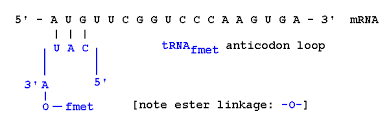 Maybe you would like to learn more about one of these? Rna Translation