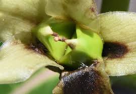 Image result for Apocynaceae subfamily Periplocoideae