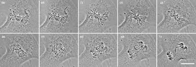 We did not find results for: Mitosis In Vertebrates The G2 M And M A Transitions And Their Associated Checkpoints Springerlink