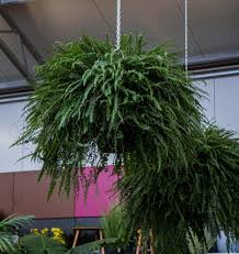 Image result for ledviník