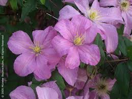 In early summer, blossoms with ruffled inside petals open like a peony. Gehlhaar Gartenbaumschule Hannover Pflanzen Kletterpflanzen