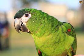 The species is named for the red coverts on its wings. Hahn S Macaw Red Shouldered Macaw Pets4homes