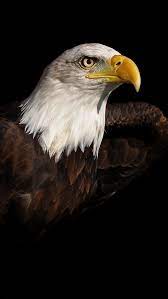 Bald Eagle Iphone 5 5s 5c Wallpaper Eagle Wallpaper For Iphone 4 640x1136px 73928 Eagle Wallpaper Animal Wallpaper Bald Eagle