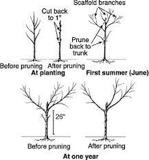 Even if they don't mind being. First Year Fruit Tree Care 5 Easy Things To Do Now