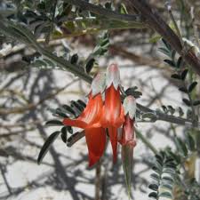 Image result for Lessertia pauciflora