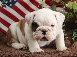 English bulldog puppies for sale! Pitbull English Bulldog Mix Puppies For Sale Bulldog Puppies Angry Puppy Puppies