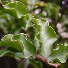 Image result for Euclea undulata