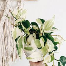 Pin By Chelsea Timm On Green Thumb In 2020 Plants Philodendron Plant Variegated Plants