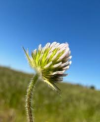 Image result for Trifolium masaiense