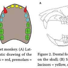 It is a slow progressing but serious disease that causes pain and affects the overall health and wellbeing. Dental Formula Of The Cat A Lateral View On The Skull B Schematic Download Scientific Diagram