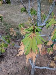 Plants pick up the disease via their root system, where the infection quickly spreads from root to. Japanese Maple Overwatering Or Underwatering Gardening Landscaping Stack Exchange